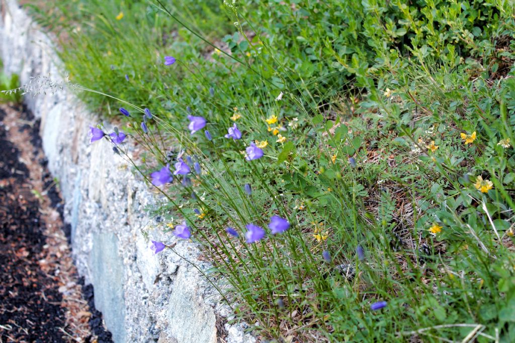 Campanula rotundifolia / Campanula soldanella